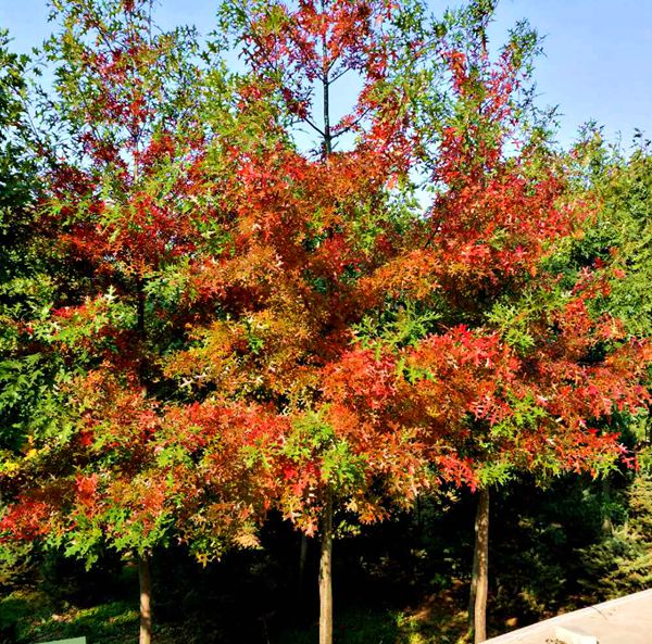 沼生栎--红塔